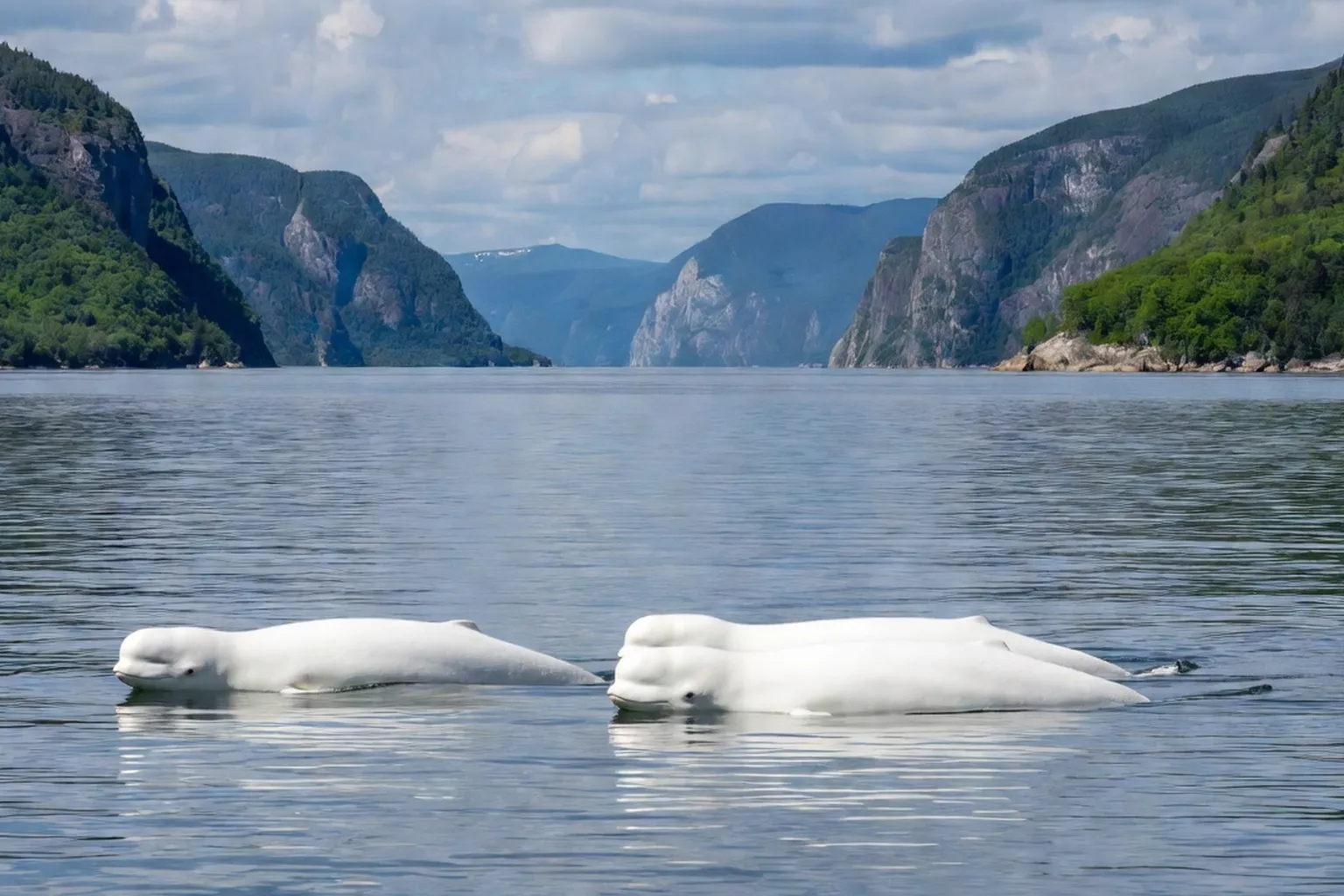 Bélugas dans l'estuaire du Saint-Laurent vus depuis la rive de Tadoussac en été