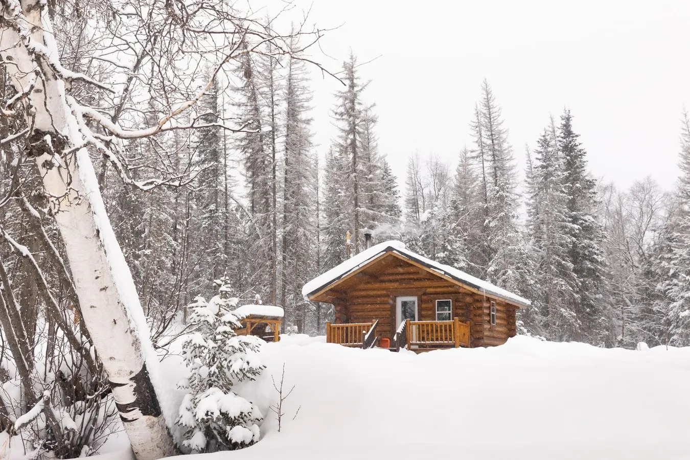 Chalet en bois rond sous la neige dans une forêt de conifères et de bouleaux